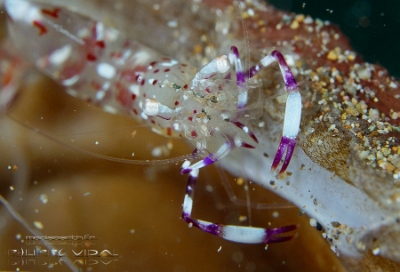 Philippines 2023 - Anilao - DSC06792 Holthuis clear shrimp  Crevette nettoyeuse de Holthuis  Ancylomenes holthuisi